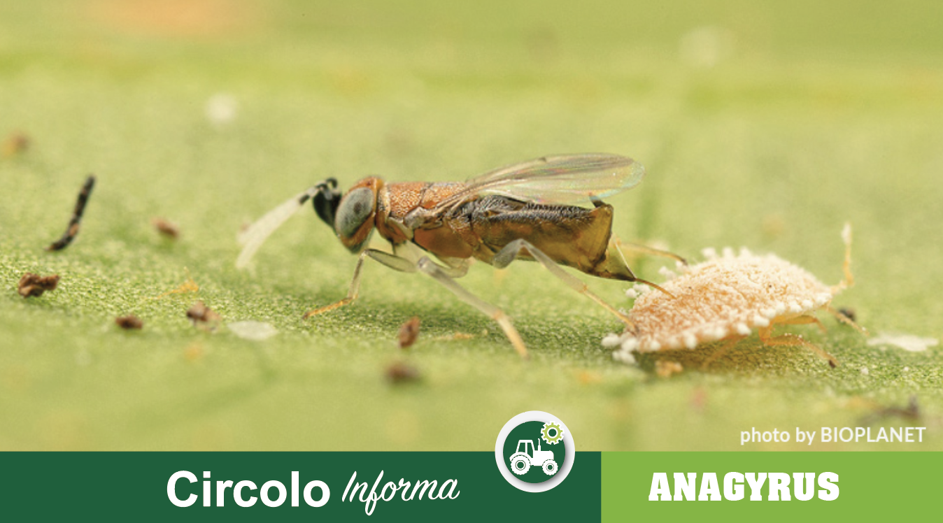 NEI GLI INSETTI DANNOSI SI CONTROLLANO CON GLI INSETTI UTILI Circolo Agrario Friulano NEI GLI INSETTI DANNOSI SI CONTROLLANO CON GLI INSETTI UTILI Circolo Agrario Friulano