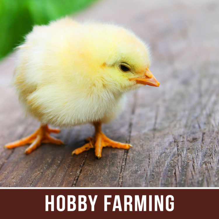 HOBBY FARMING